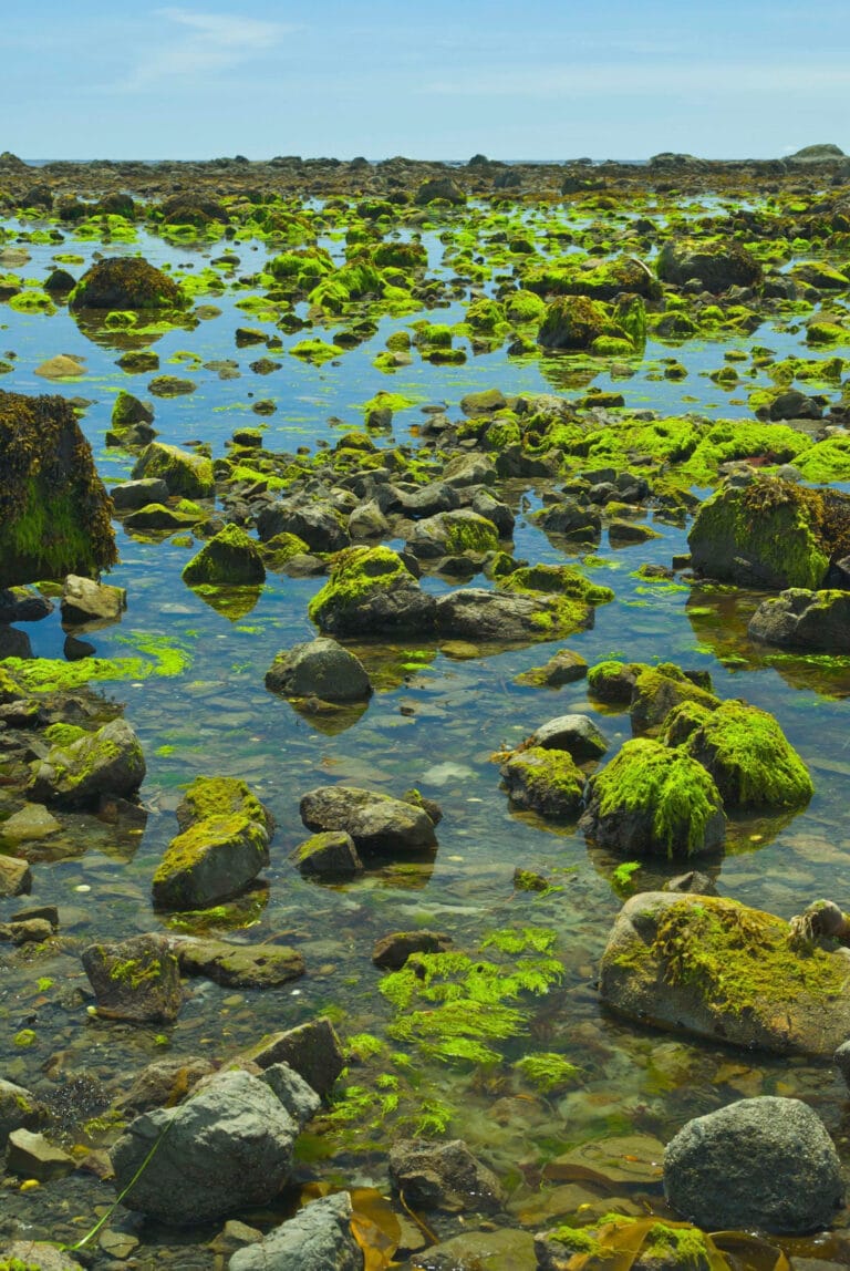 Moss on shore