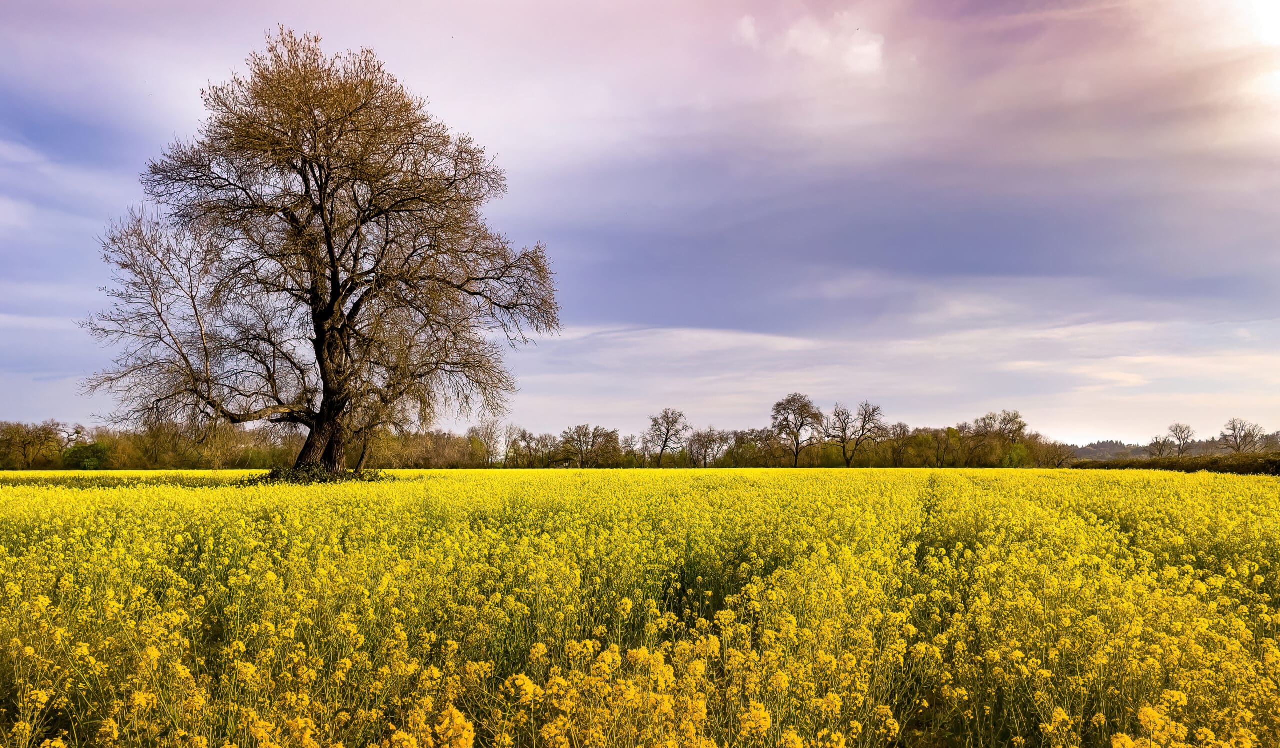 A tree among a mustard field.
