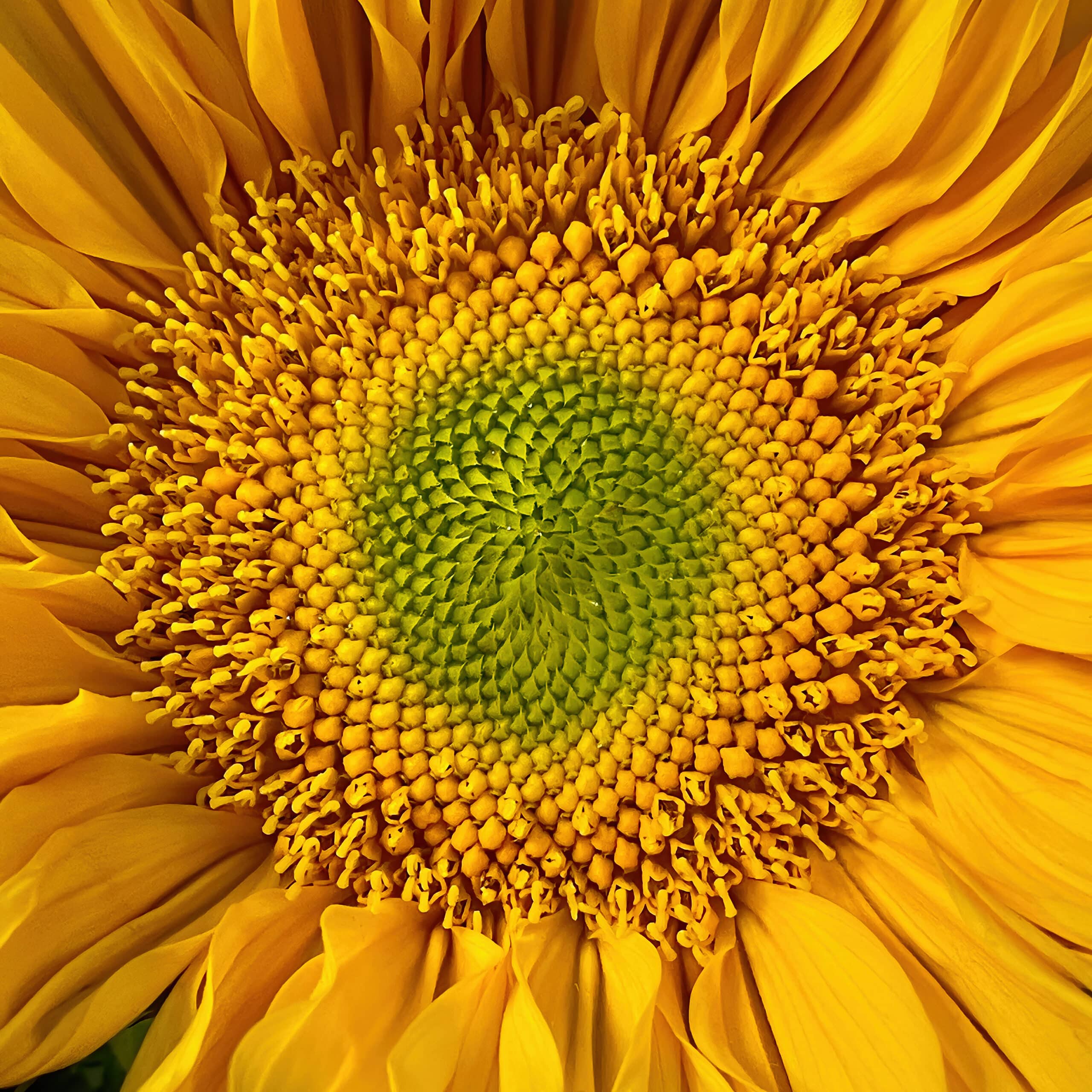 The center of a sunflower