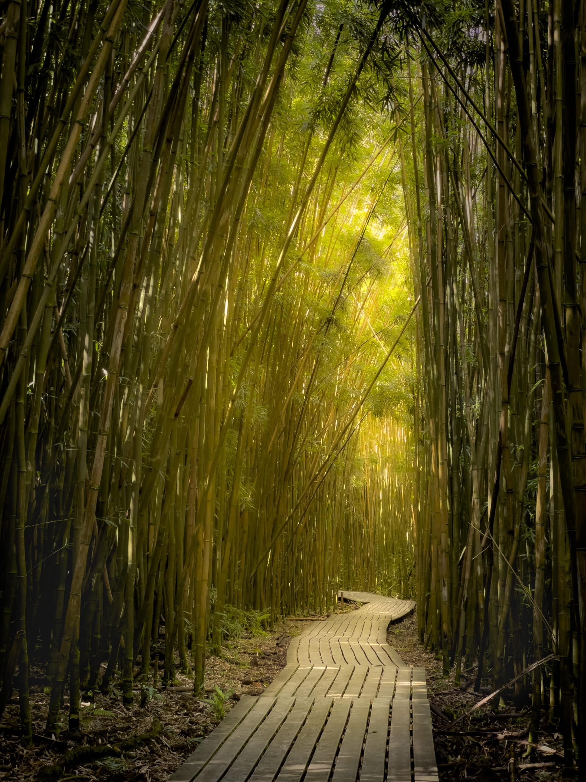 A wooden pathway leads through a bamboo forest
